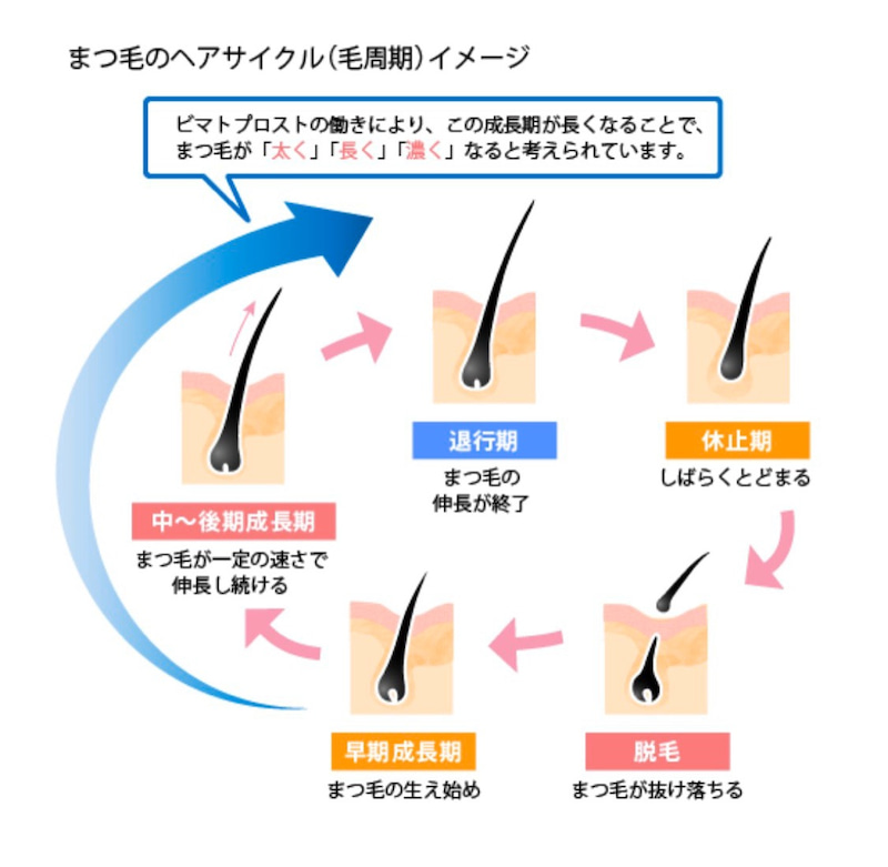 コレクション まつ毛 パーマ サイクル